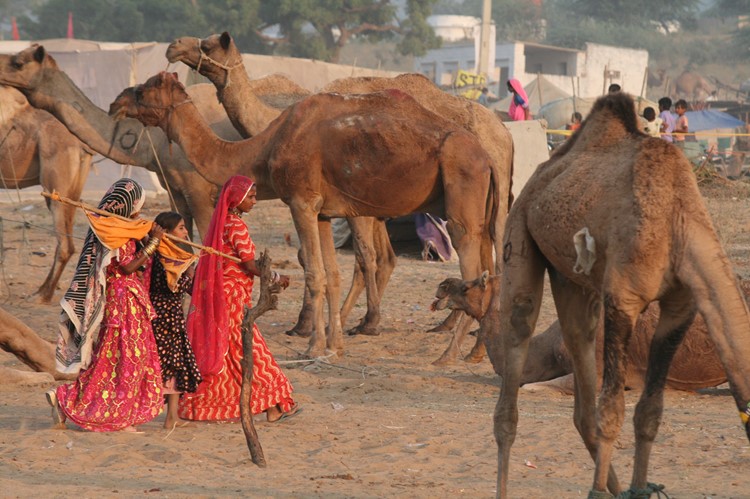 Pushkar tijdens de camel fair